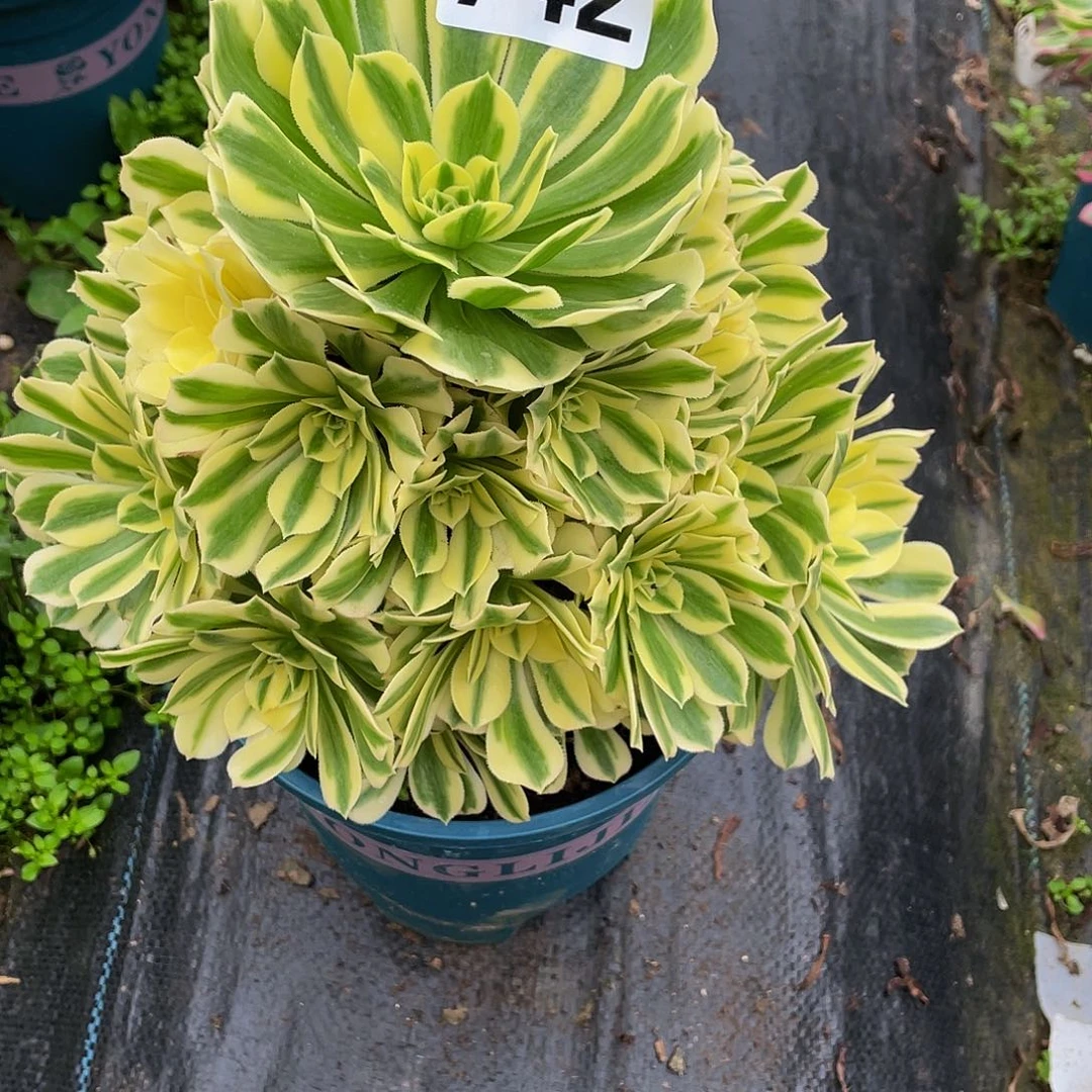 多肉法师742号迈巴赫发货不包损