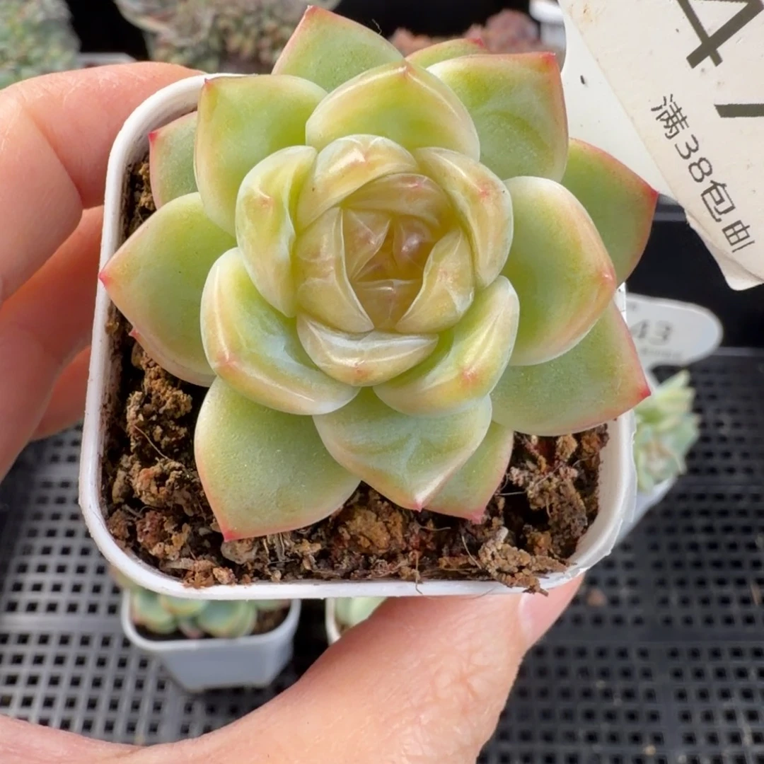 花30珍妮优选147号