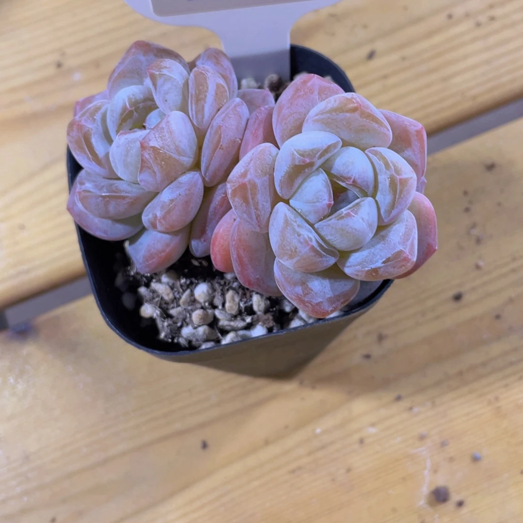 1406号 飘枝大白兔