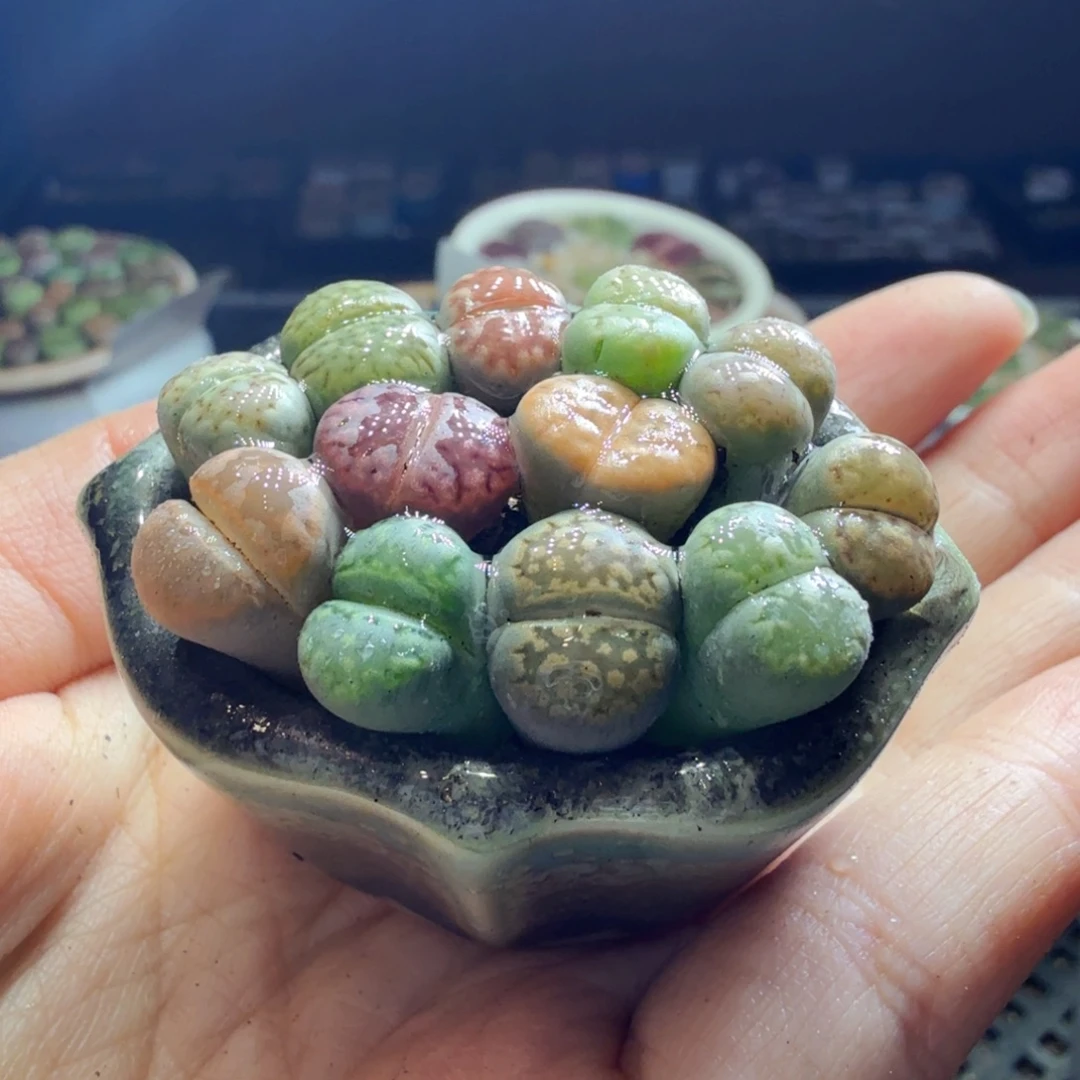 多肉植物福利冲冲冲921