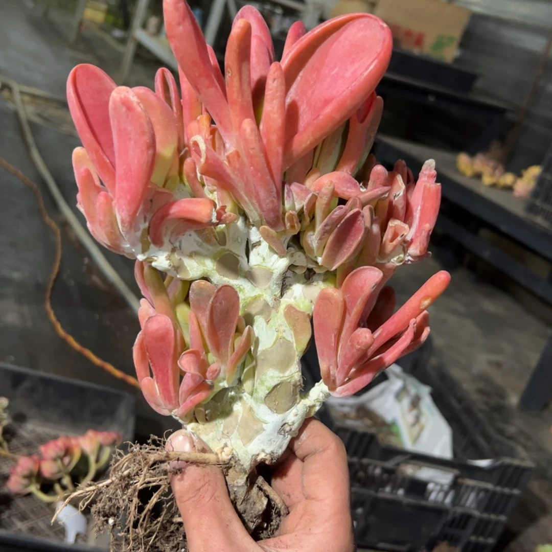 火狐狸68 零零多肉植物