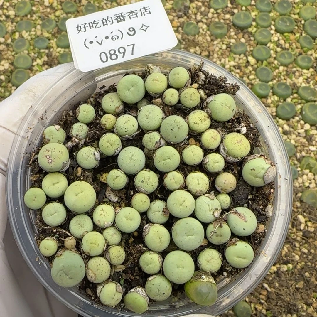 0897。默认脱土。18包邮。偏远88包邮