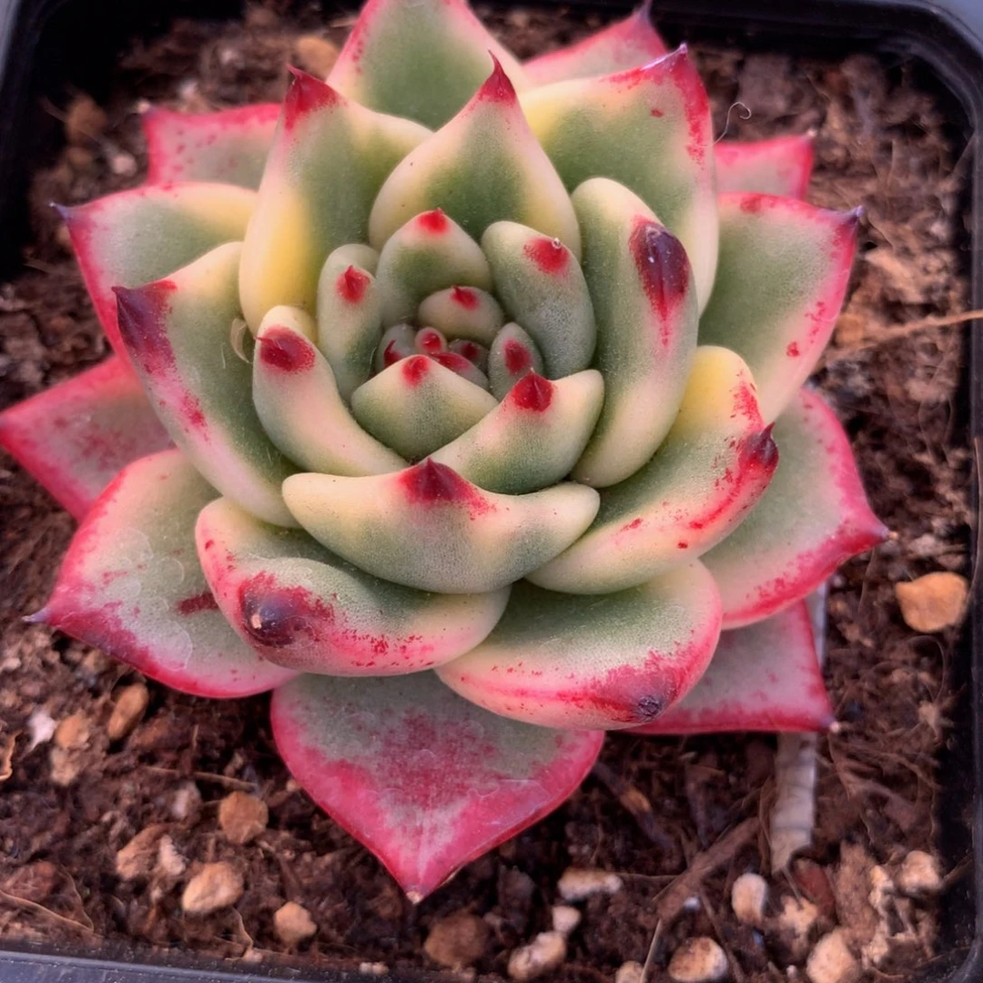 ?****～乌木杂锦上园艺一物一拍