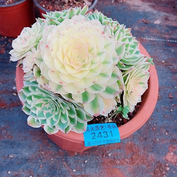 伊丽莎白2431多肉植物