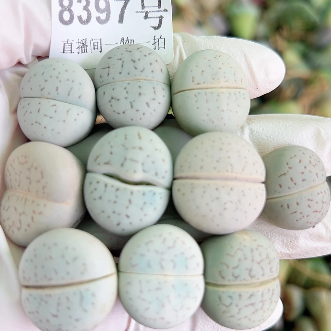 8397 好养易活生石花大母本10个2cm左右