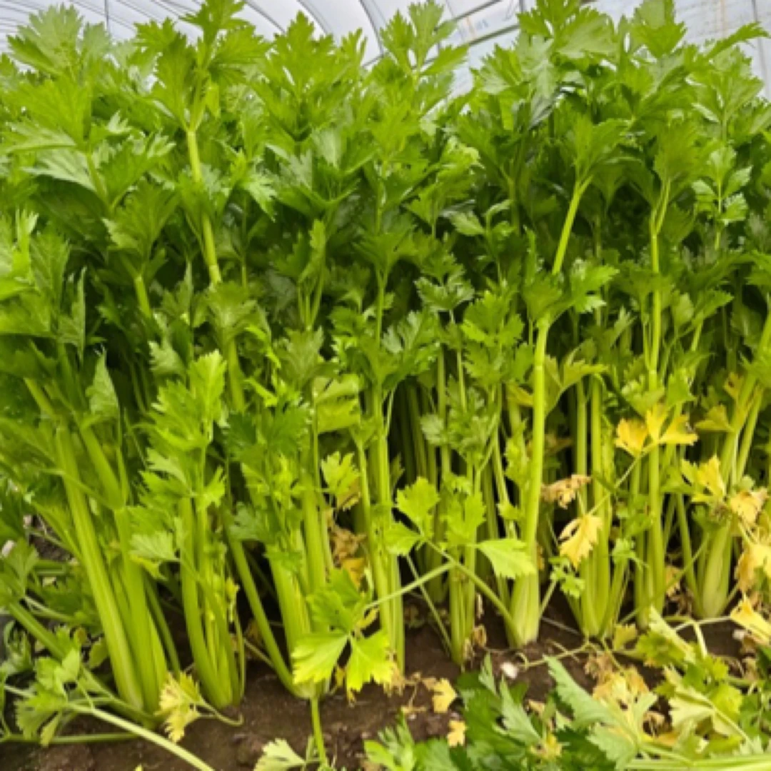 《罐哥农场》香芹3斤装（±2两）