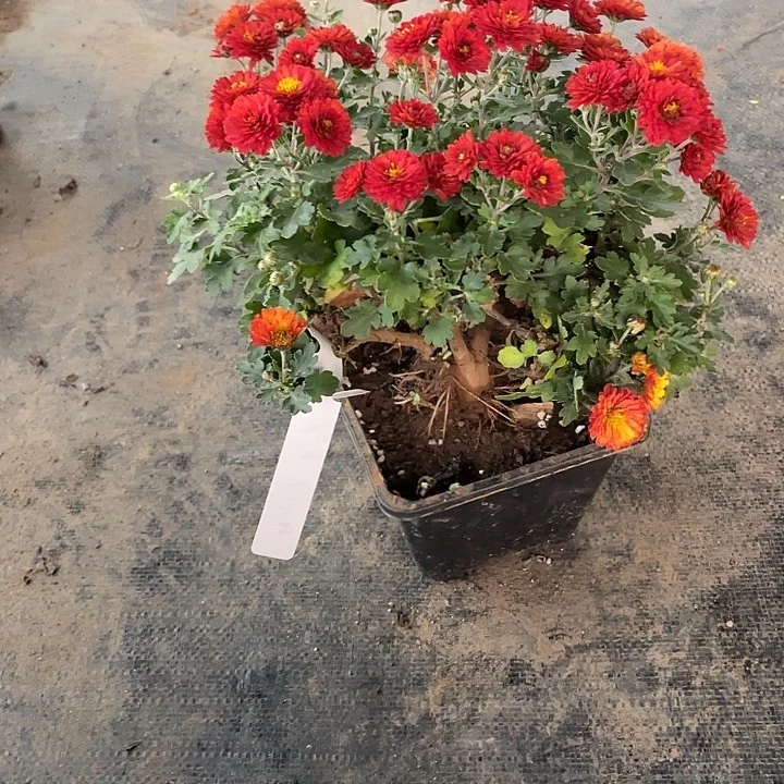 高***兴65菊花菊花菊花菊花菊花家