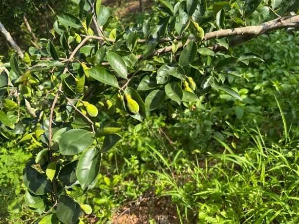 沉香（808A）惊喜链接拍下随机发