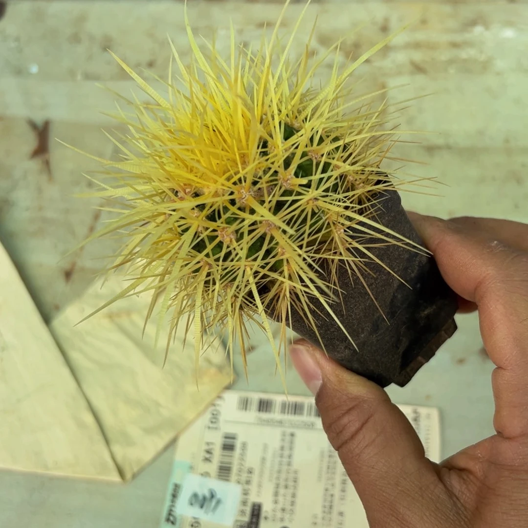 M****活墨西哥怒虎精品瑕疵30