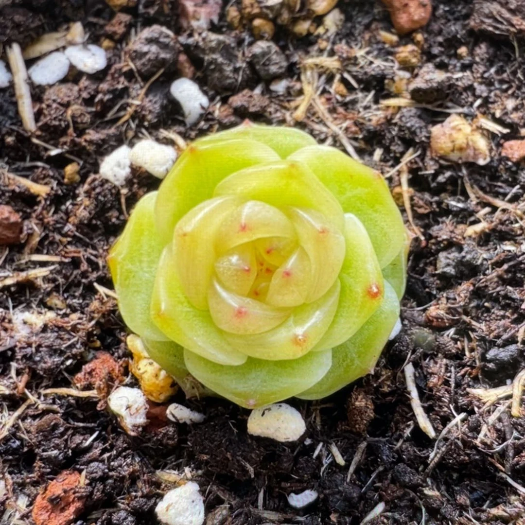 甘露寺20粒，推荐，口碑必拍款