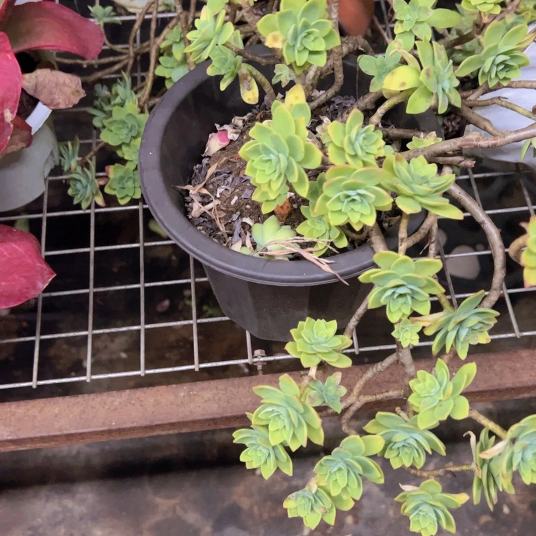薄化妆大盆老桩飘枝