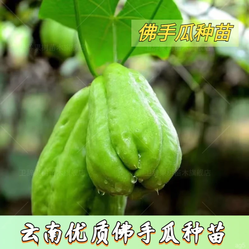 佛手瓜种苗新鲜已催芽佛手瓜苗阳台盆栽佛手瓜种苗成活率高基地发