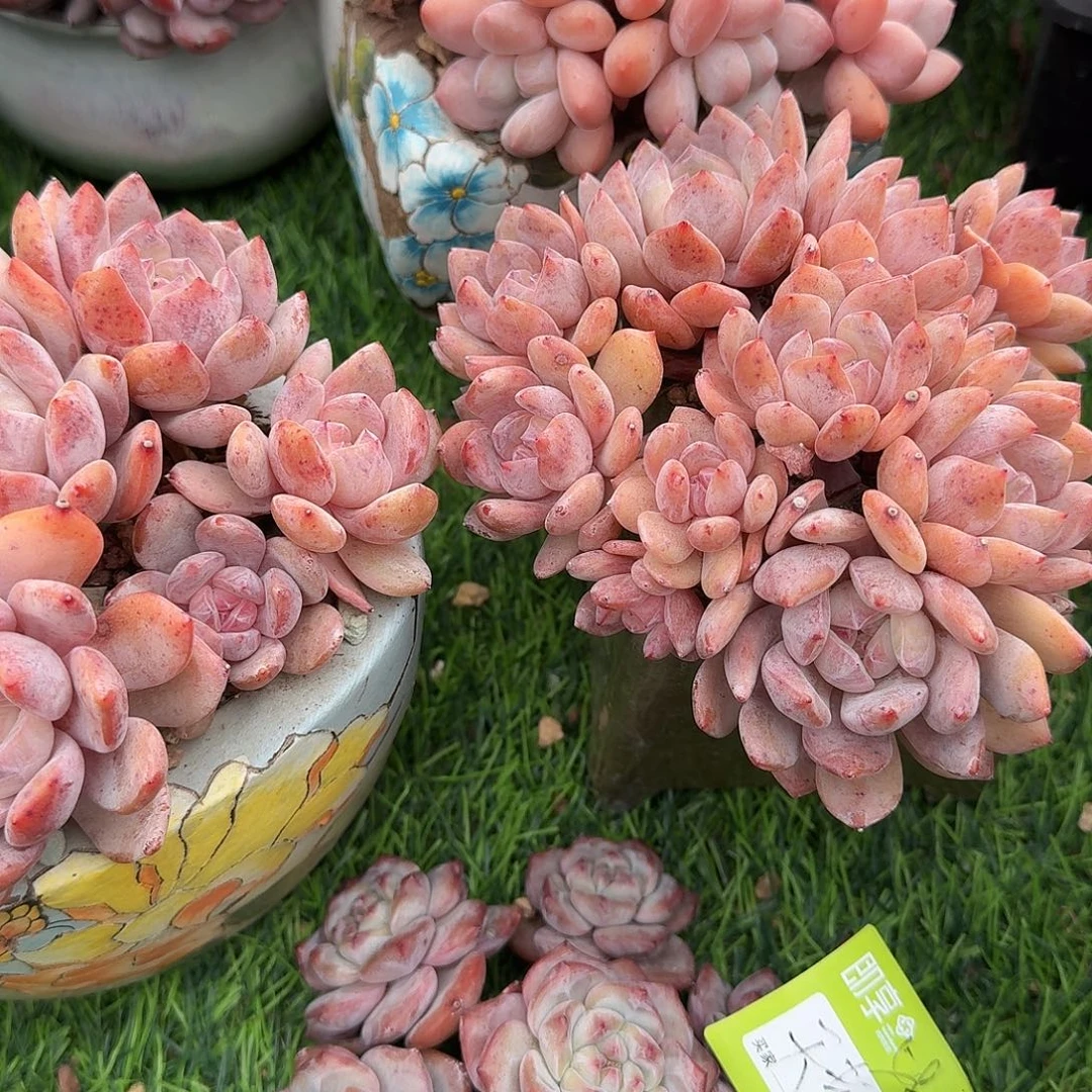 大***雨星影群生一颗脱土发货