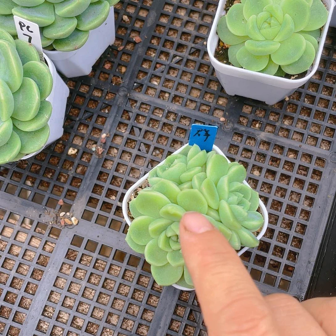 莞****?财富群母本盆一个满25包邮