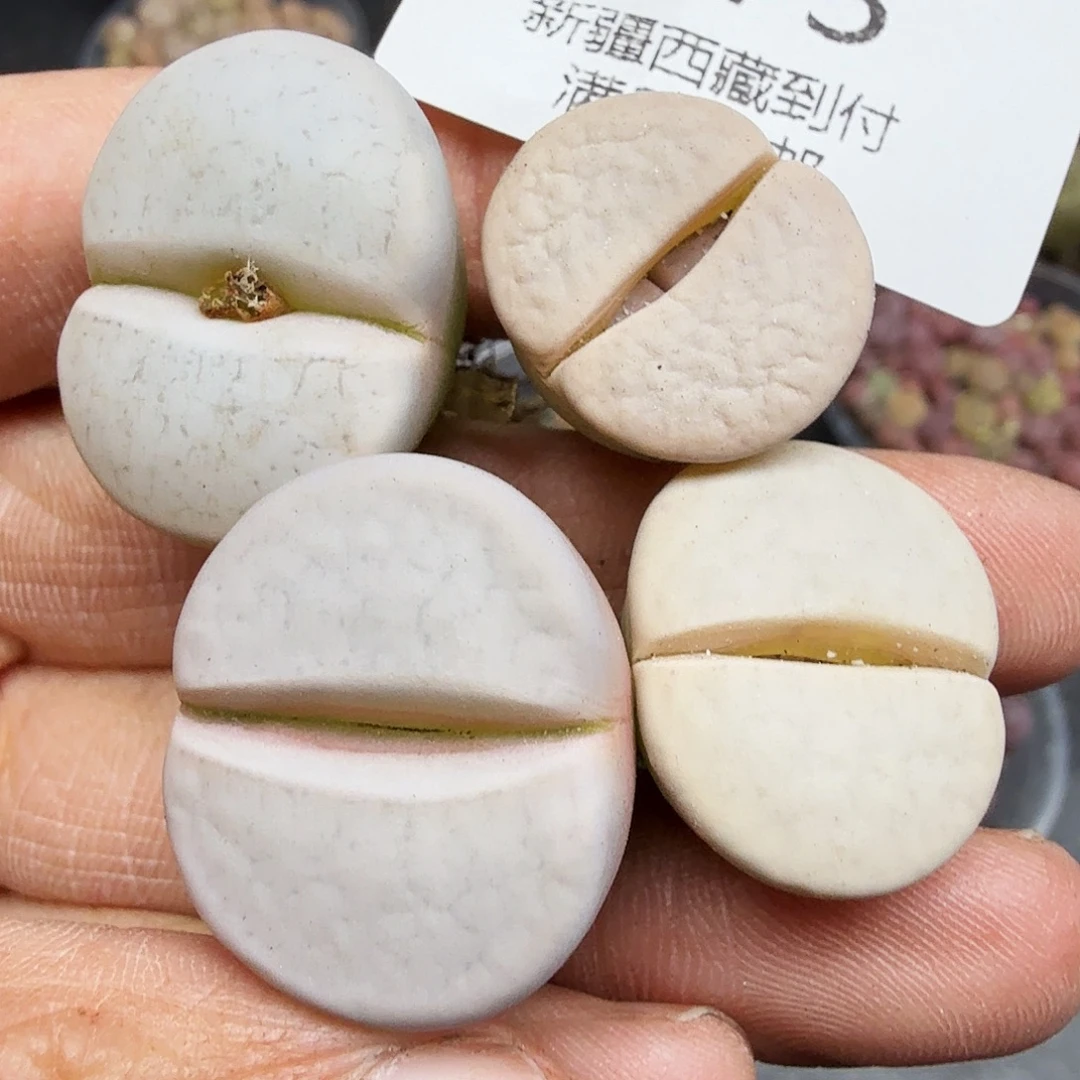 好喜欢看肖蘸在线173不