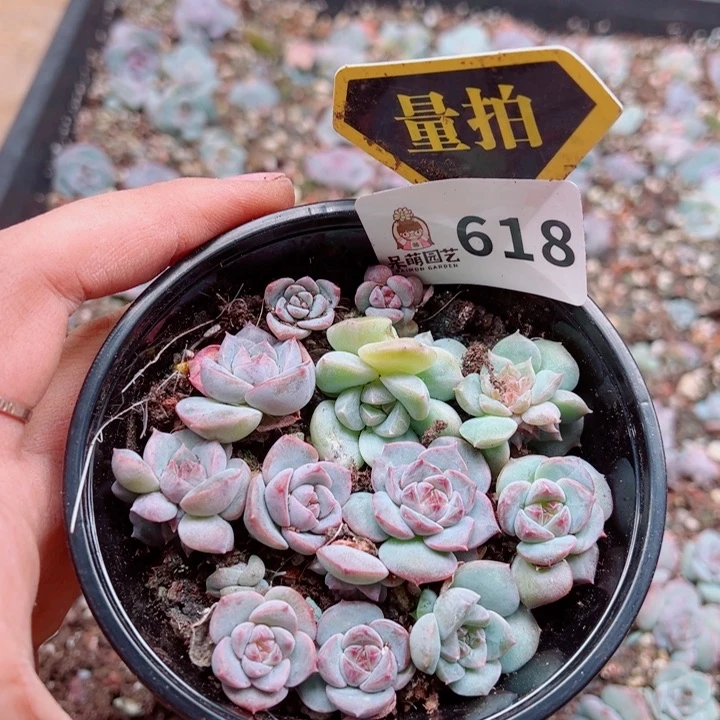 多肉植物多肉植物