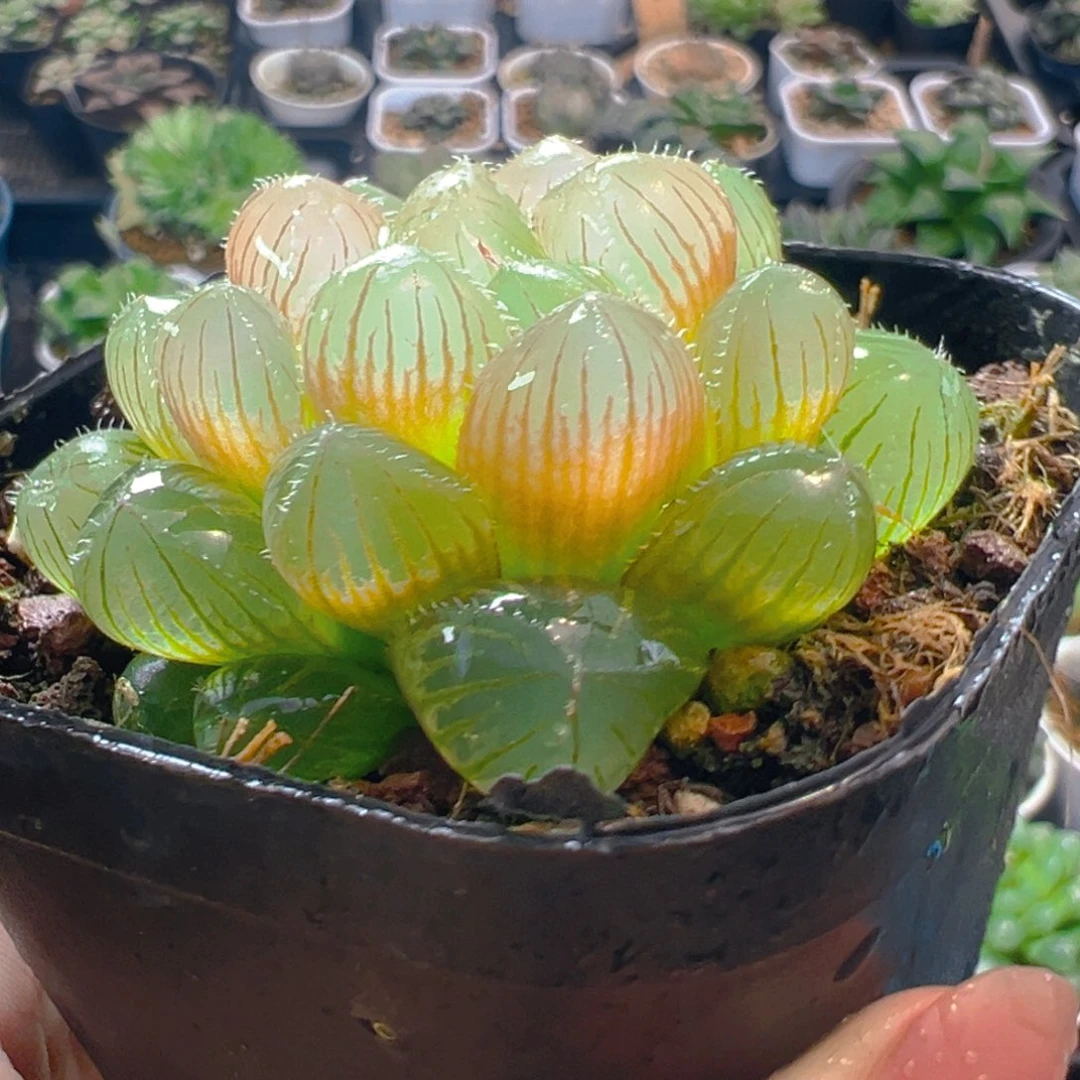 洛神玉露多肉多肉多肉一颗