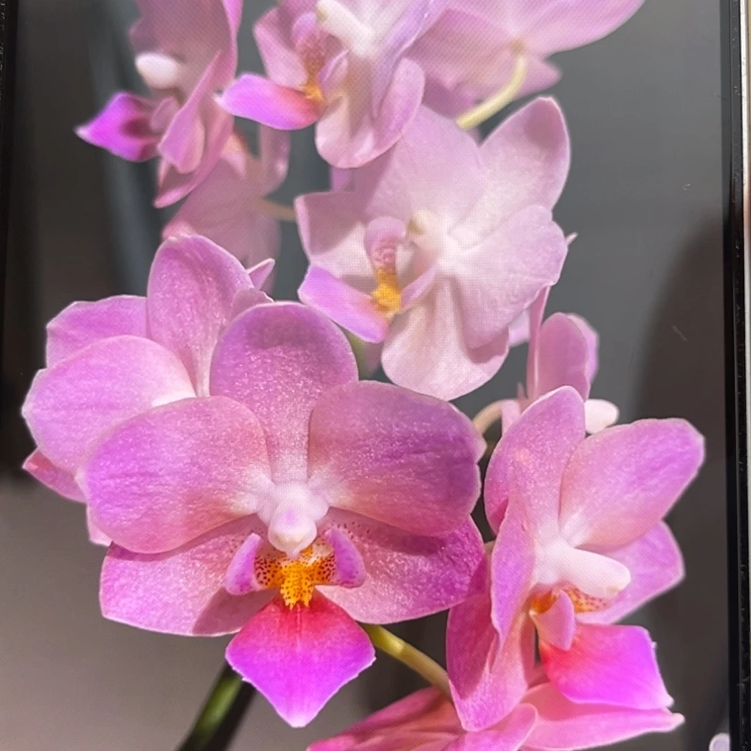 无花朵2.5寸桃之夭夭苗