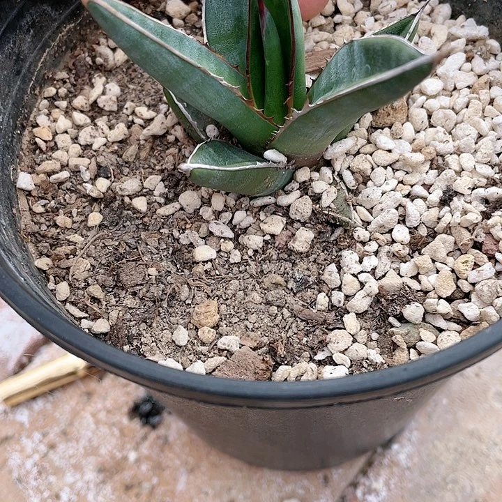 龙舌兰青皮帝释天测芽有根包邮