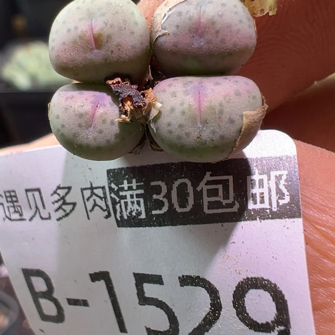 多肉植物111111111111