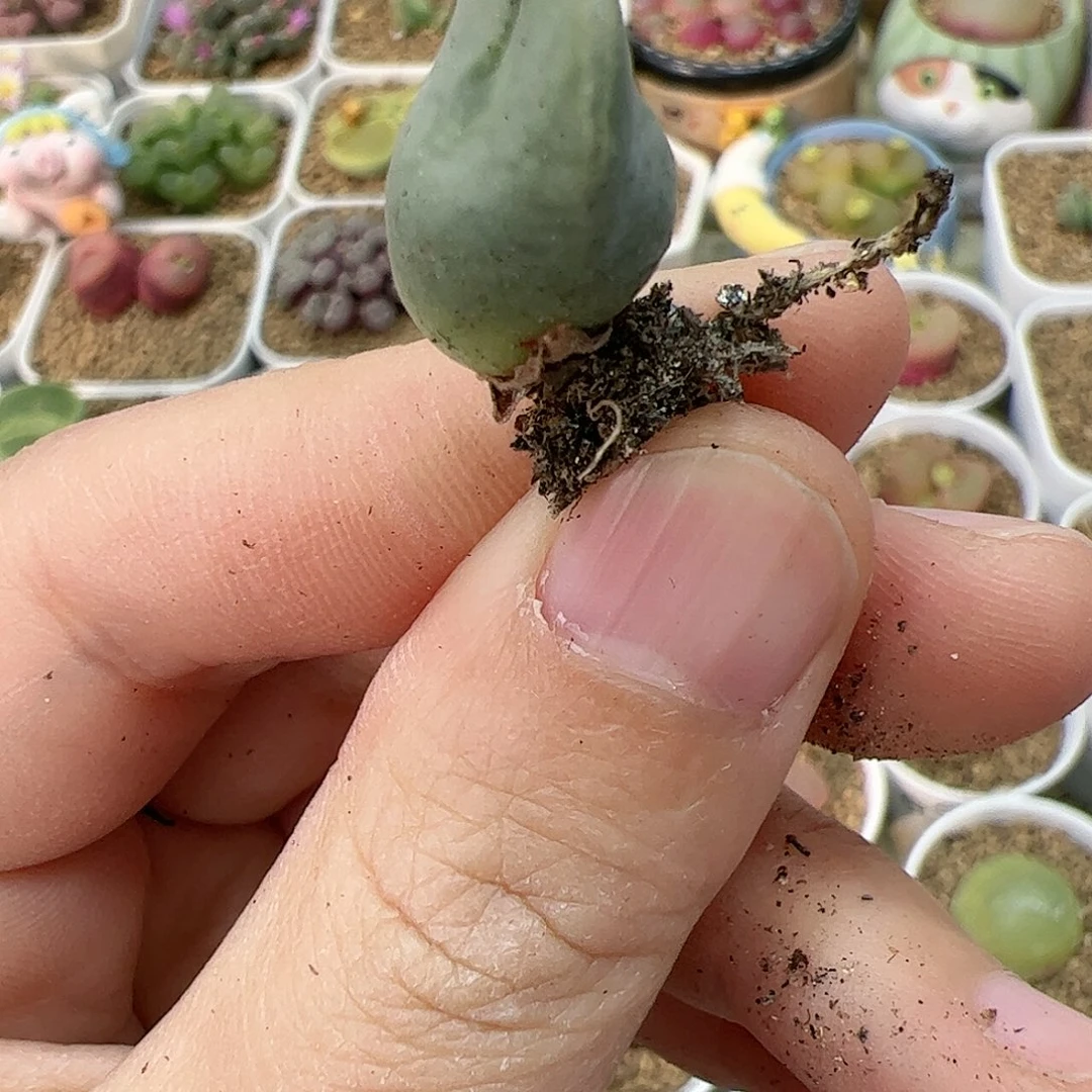 【闪购商品】102 秒