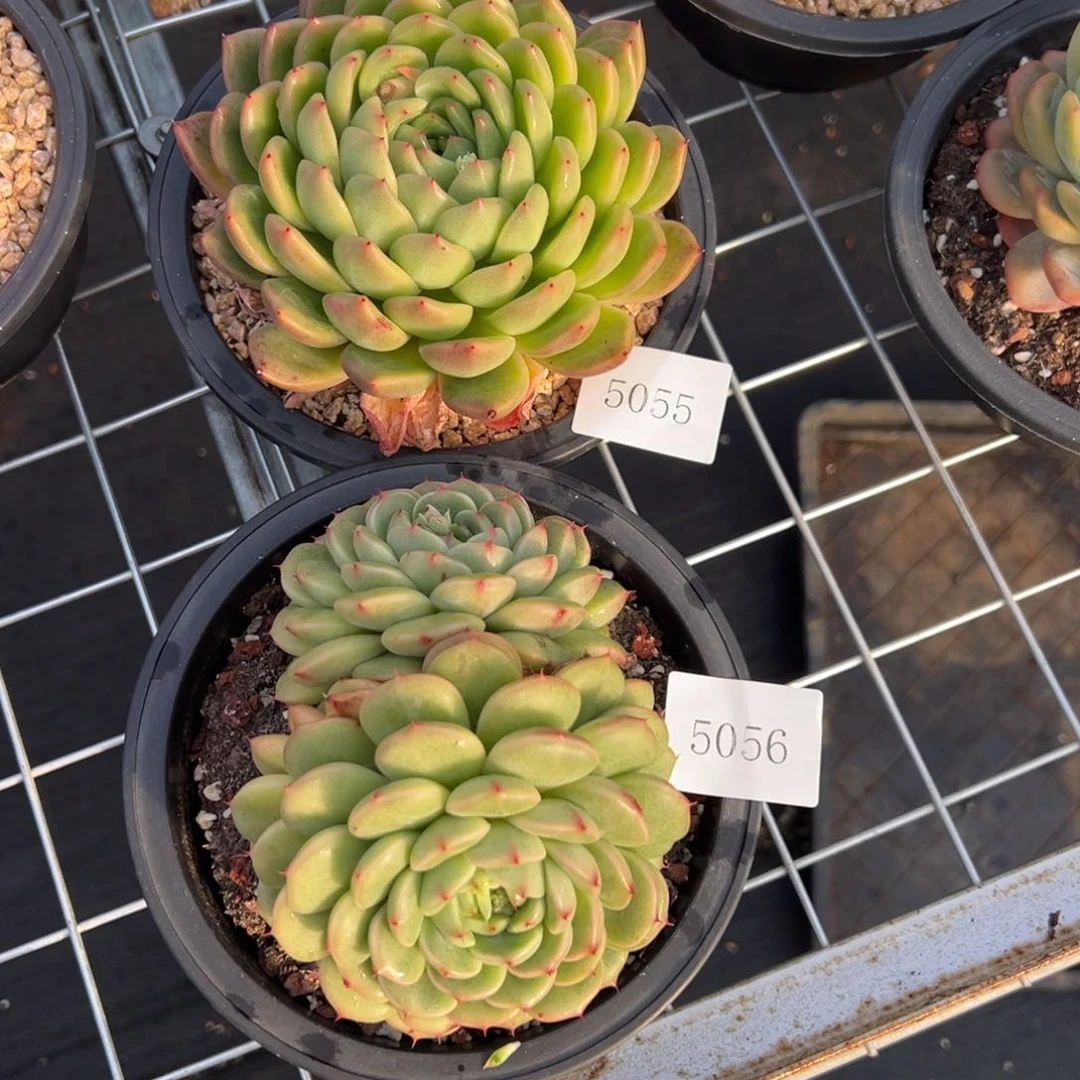 福****制5055 5056不包整肉肉肉肉肉肉肉