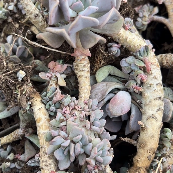 无花朵小**?10个月精灵。