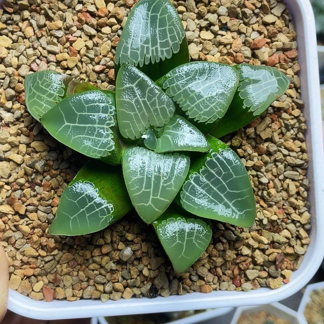 实生克十二卷多肉