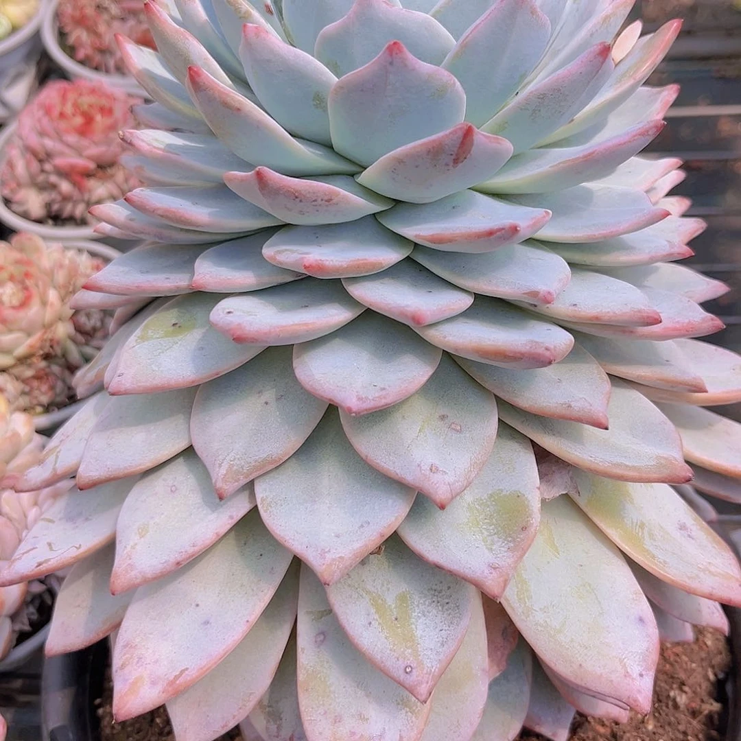 大爷99999999999999999988
