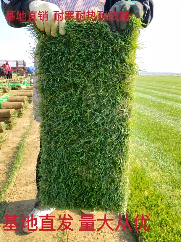 草皮真草坪带泥土剪股颖花园绿化庭院四季青草皮马尼拉果岭草带土