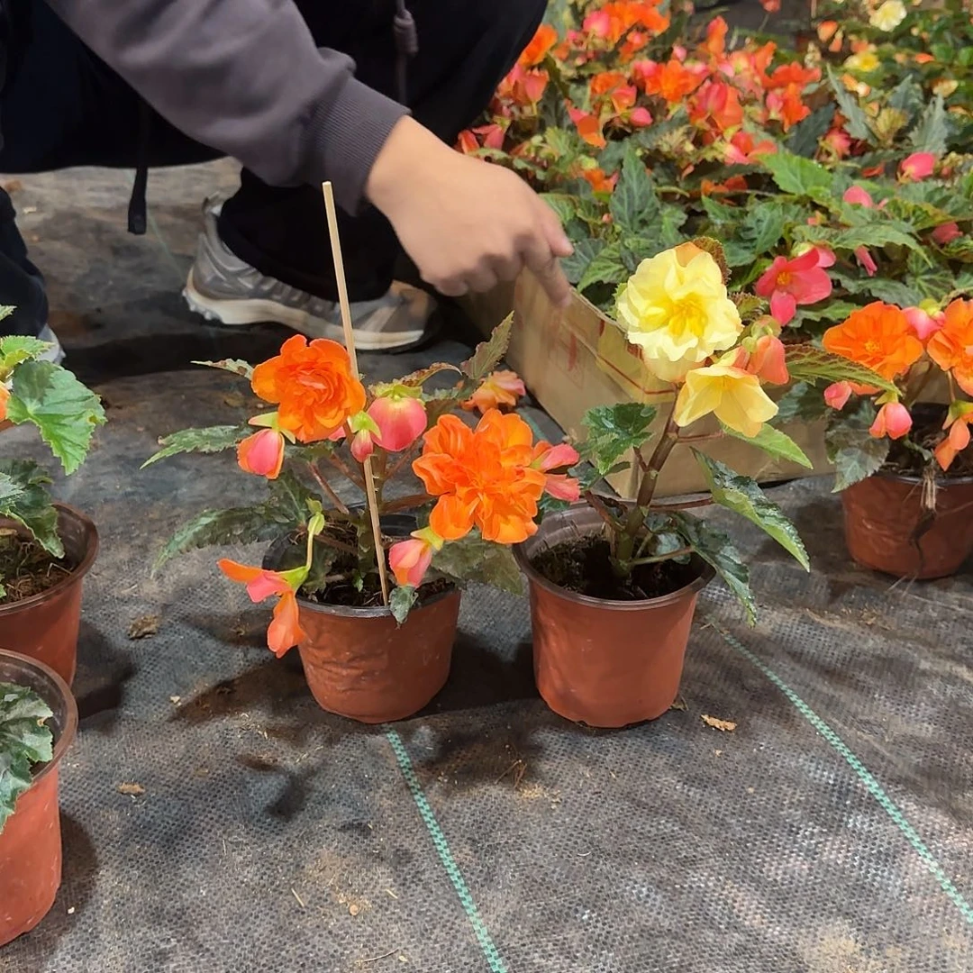 福利白桃独杆➕火焰掉花折叶正常介意勿拍