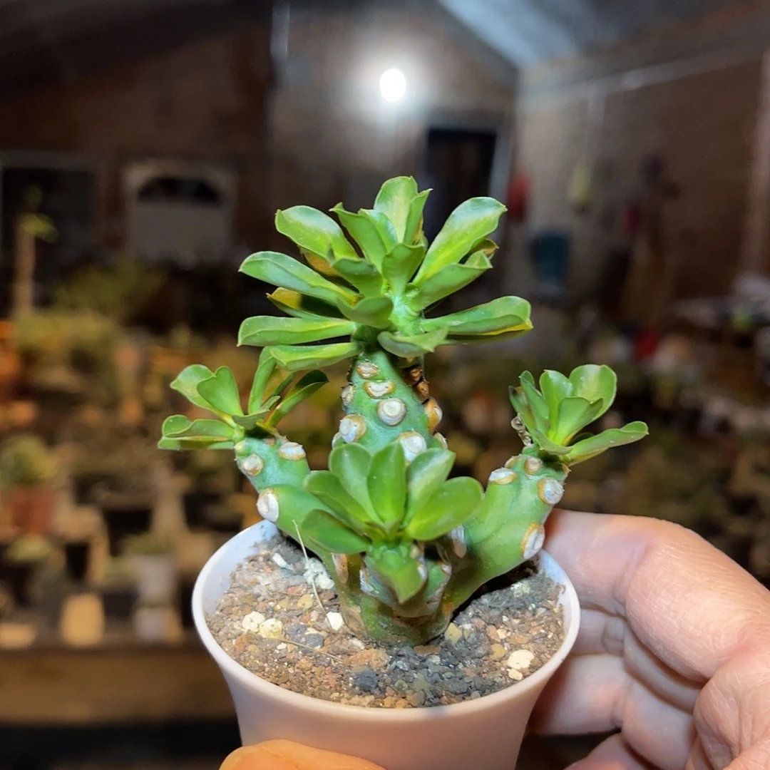 猪鼻大戟一物一拍