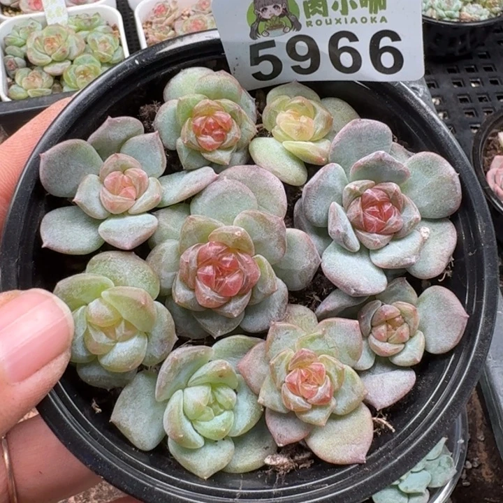 多肉植物多肉植物