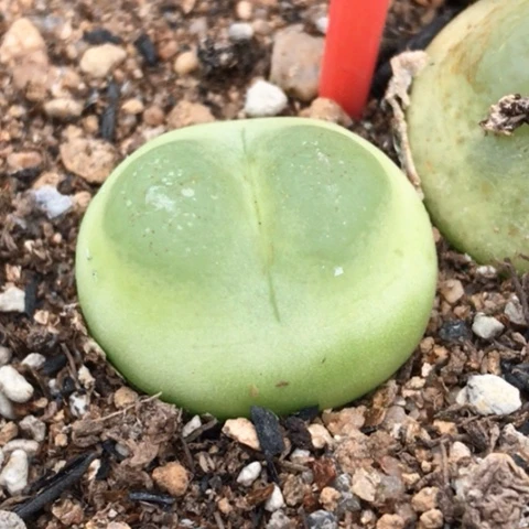 多肉肉锥 2.1Cm 1473.18拉登