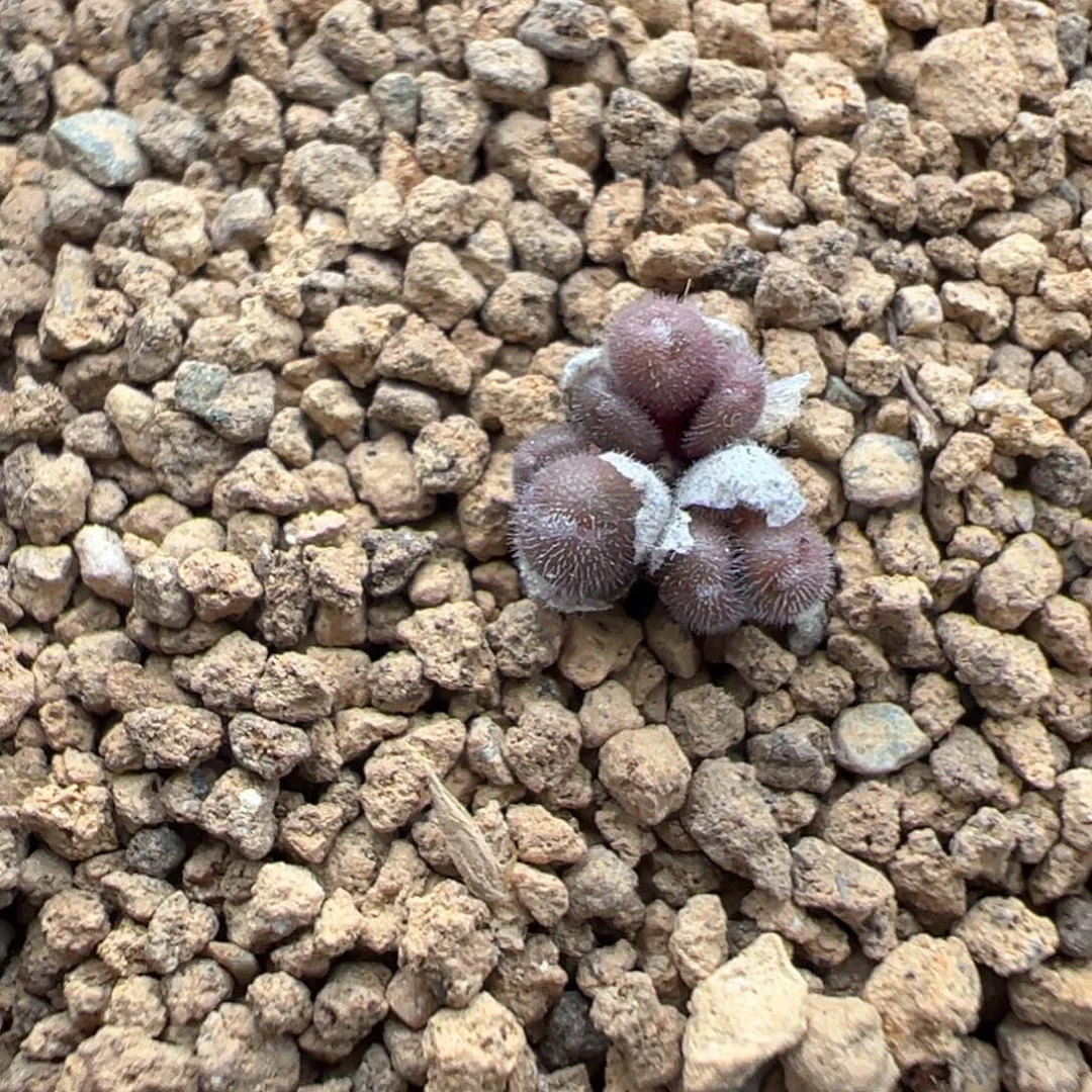 17-46毛球多肉植物