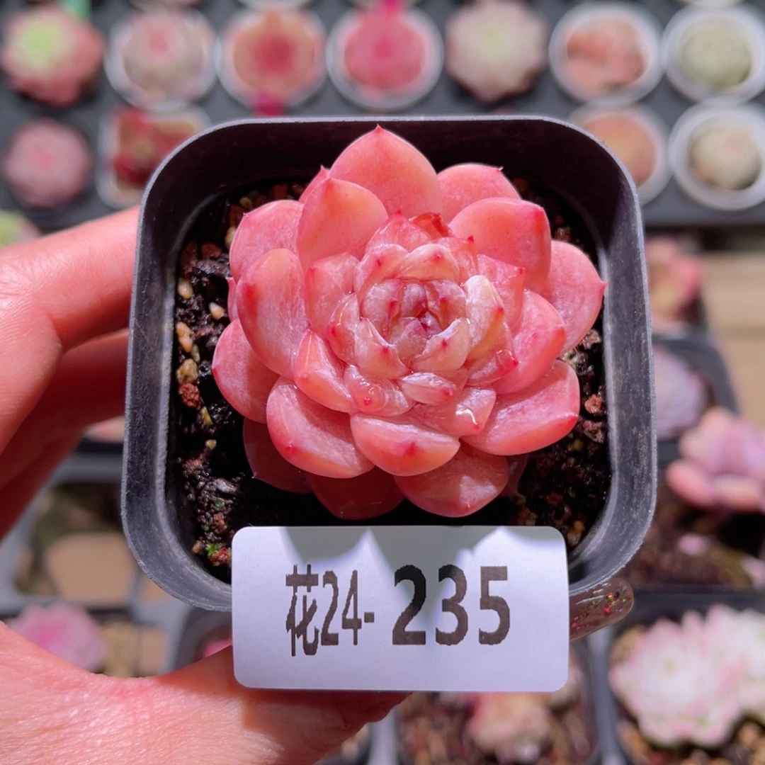 花利美24-235果汁