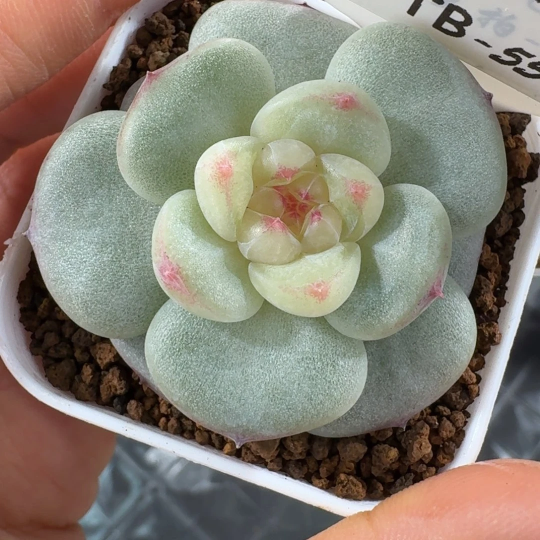 1126-55-芳草16单头