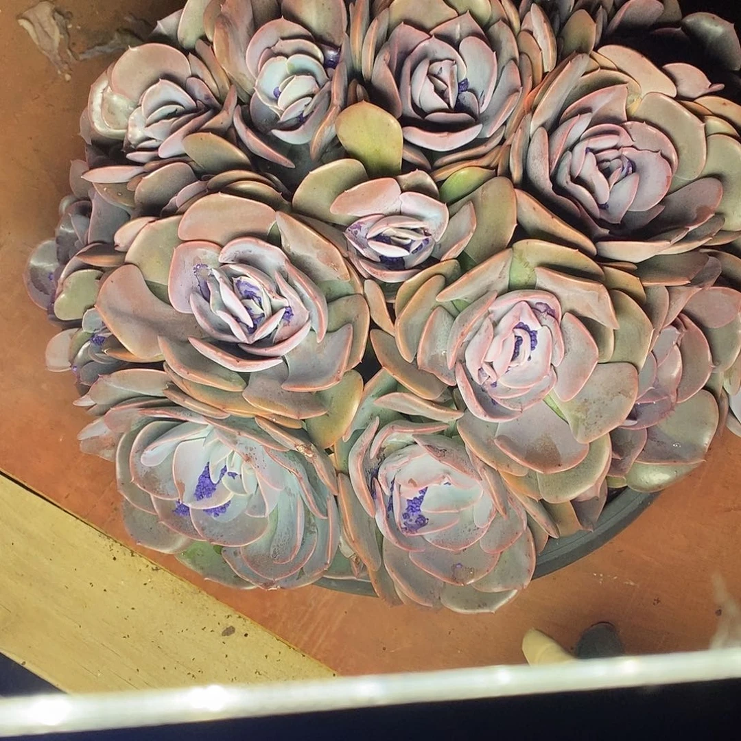 多肉植物尘埃玫瑰大群