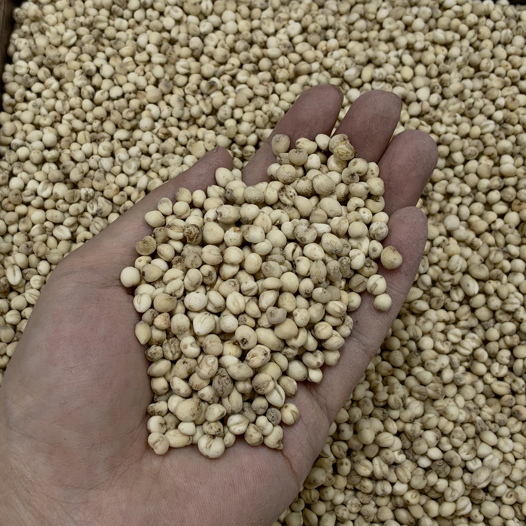 【振兴干货】手选无硫贝贝微微苦足干可搭梨干南北杏煲汤煲茶 50克