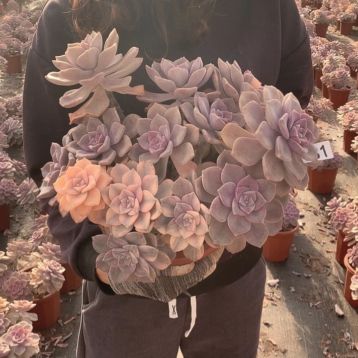 931 紫乐锦 一物一拍