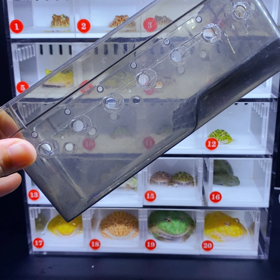 ᐡ***ᐡ彩色蚕宝宝角蛙3-10cm闪购专享链接