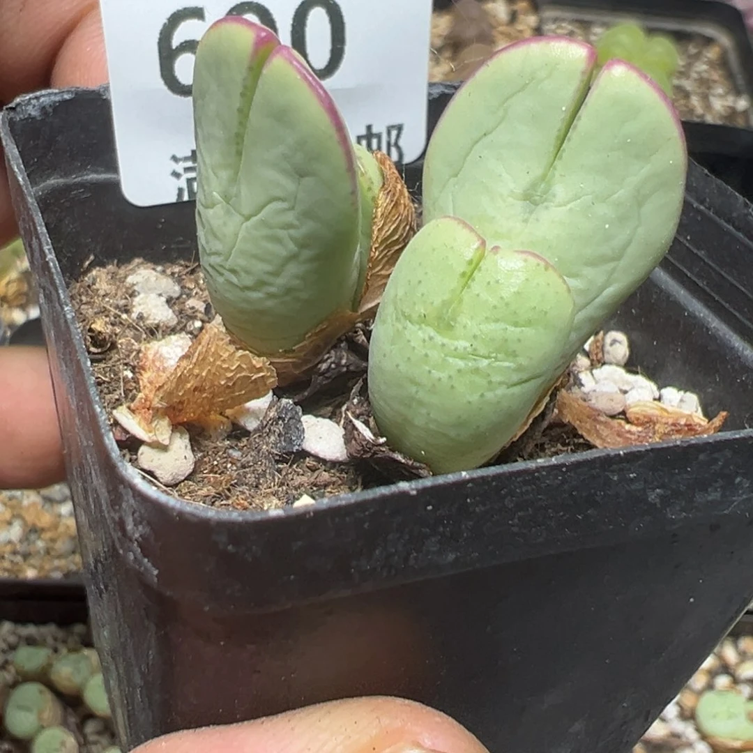 【闪购商品】 690。