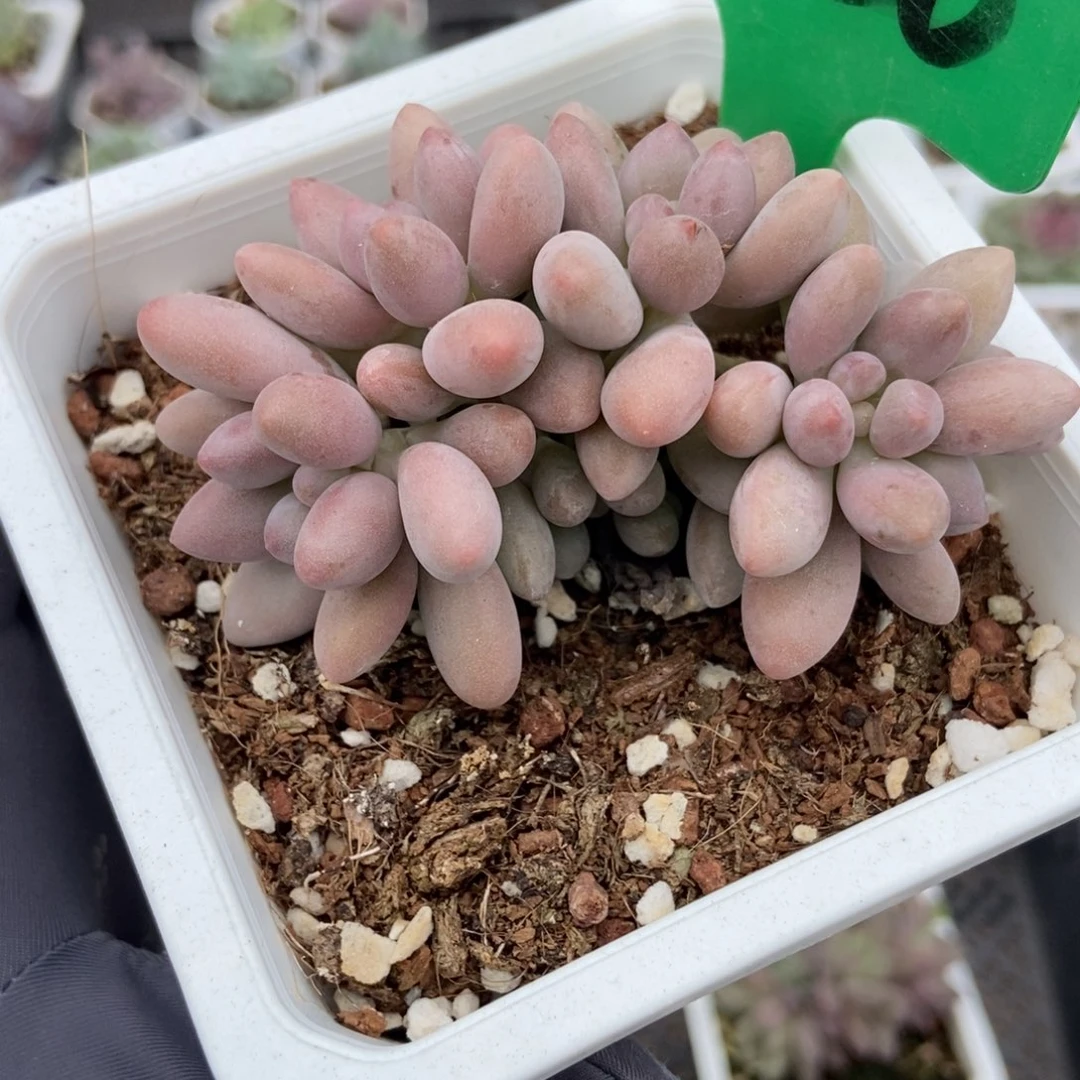 820粉色恋人多肉植物