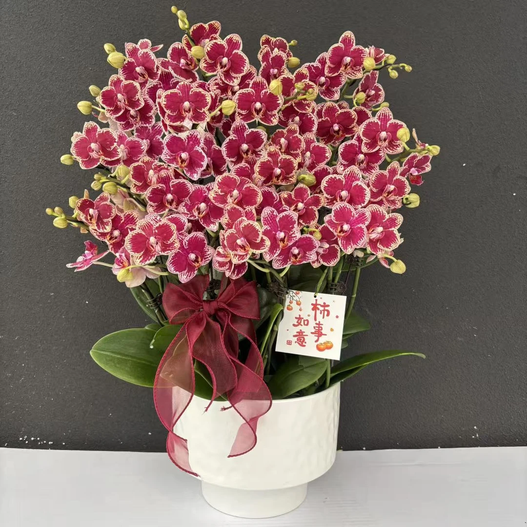 （可乐）稀有品种高货蝴蝶兰花卉鲜花高级盆栽观花花卉