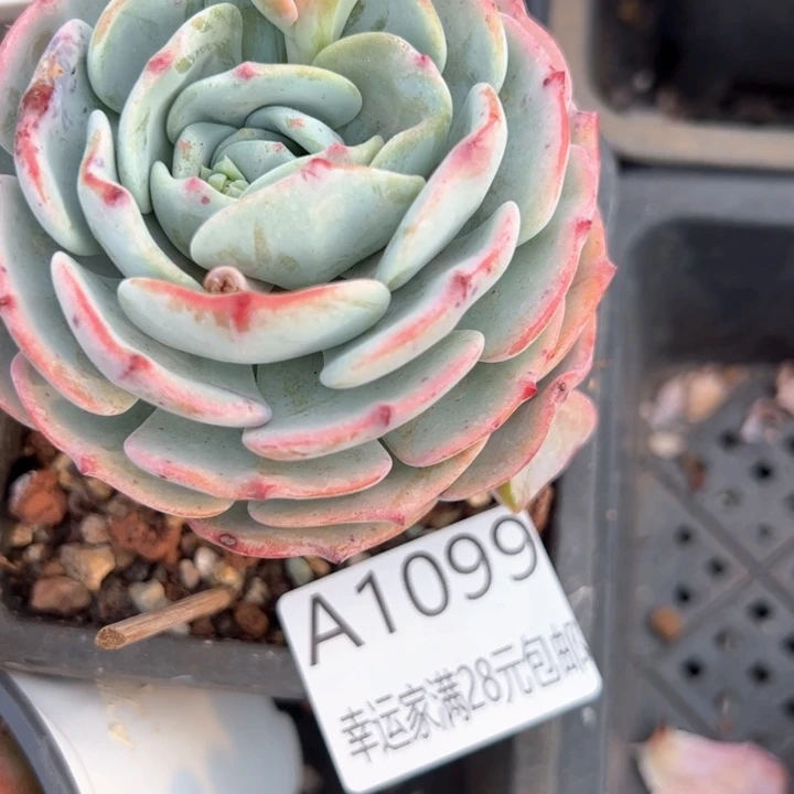 幸运的是我的朋友们都