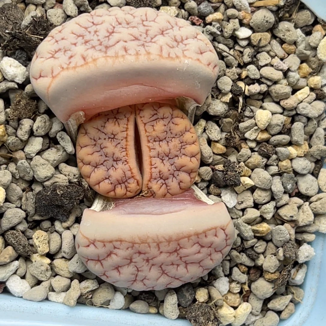 6827荒玉1拿铁189