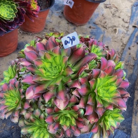 韶华多肉植物30多肉