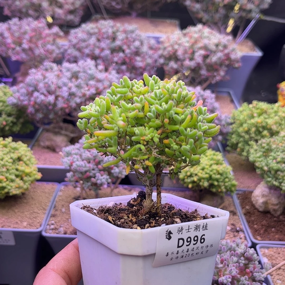 996蜜橘糖球枝干多肉