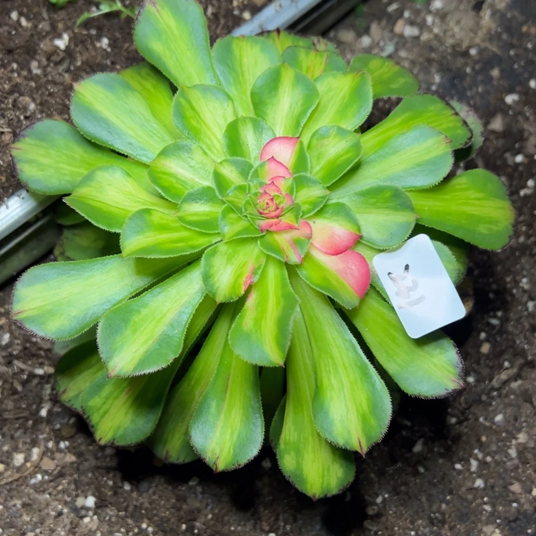 夏***！231知否多肉多肉多肉