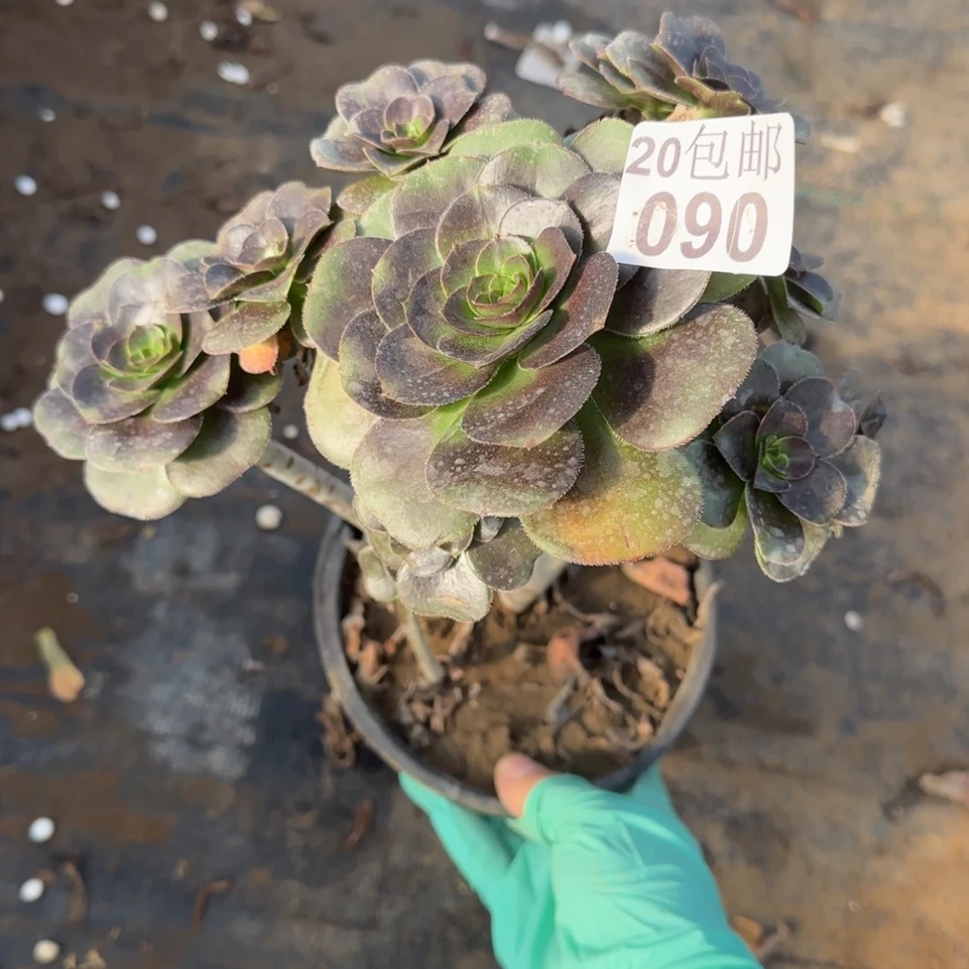 炫彩圆叶090满20包邮断枝不包